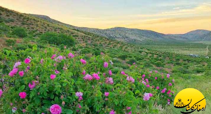 مراسم گلابگیری کاشان damask rose